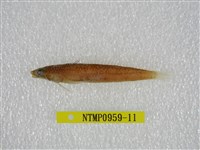 藏品(鬚棘吻魚)的圖片